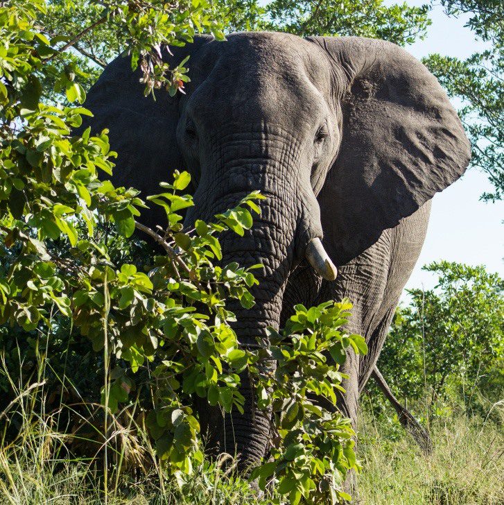 Corridor des Éléphants 3